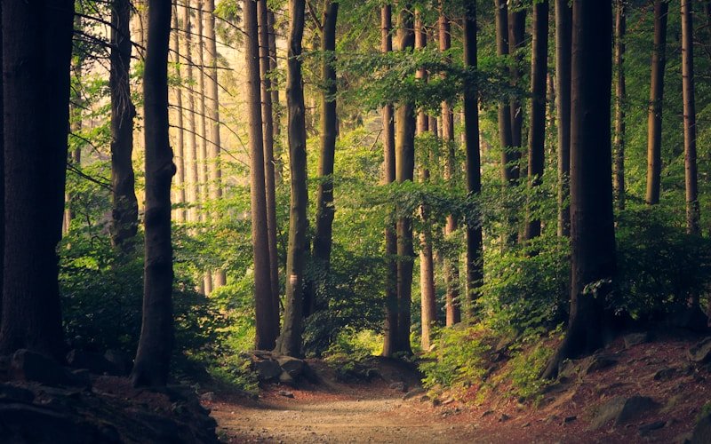 Sustainable Travel: How to Reduce Your Carbon Footprint